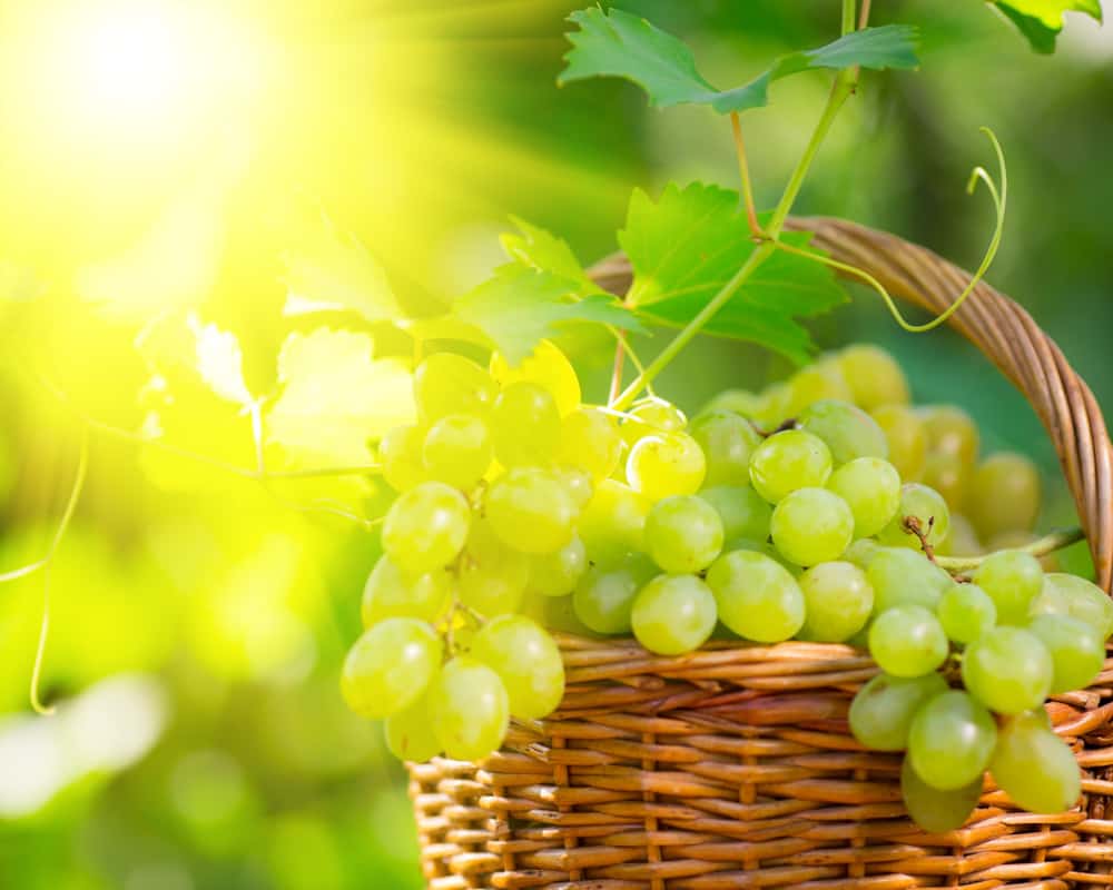 bunch-of-white-grapes-in-basket-outdoors