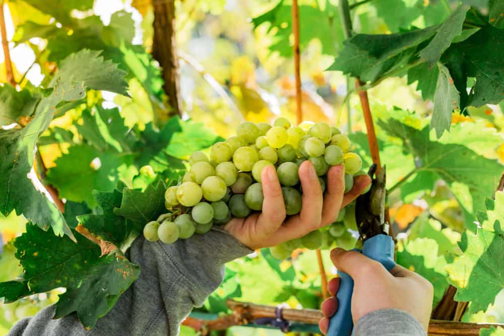 close-up-ripe-bunch-of-white-grapes-on-vine-for-wine-making-autumn-grapes-harvest-fresh-fruits-chardonnay-chenin-blanc-muscat-pinot-blanc-riesling-sauvignon-blanc-grape-sort